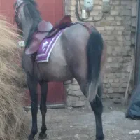 اسب مادیان عرب دوسر