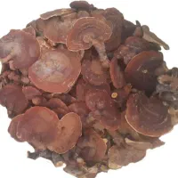 قارچ گانودرما قرمز (خشک تکه‌ای / پودر شده)