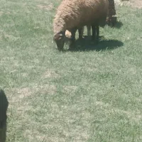 میش چاق کشتاری بره