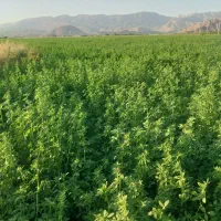 فروش علوف8 یونجه
