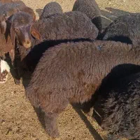 5راس بره نر و ماده افشاری جفتی 60