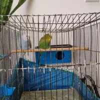 دوعدد مرغ عشق سالم وسرحال