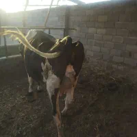 باسلام یک راس ماده گاو