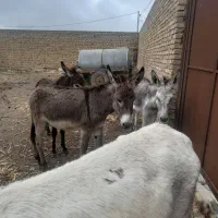 نر خر|حیوانات مزرعه|مشهد, کوی ولیعصر|دیوار