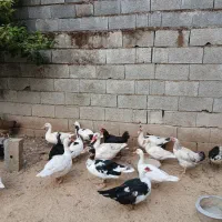 اردک روسی