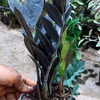 زاموفیلیا بلک