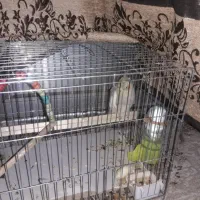 عروس هلندی نیمه دستی ۲ ماه