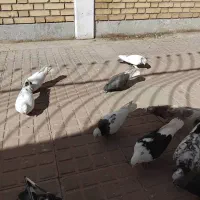 فروش کبوتر همه جوره