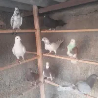 کبوتر