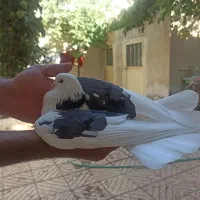 کبوتر پرشی