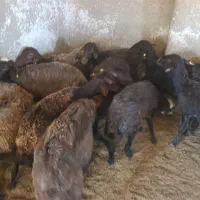 ۲۰ راس میش افشاری