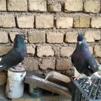 کبوتر سیاه دم سفید