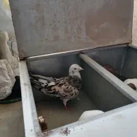 کبوتر هفرنگ ساده