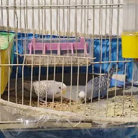 مرغ عشق چغادک معاوضه