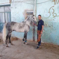 اجاره ملک  نگهداری اسب