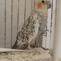 عروس هلندی