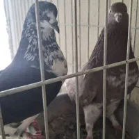 یک جفت کاشونی پرشی درجه یک