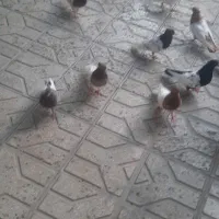 کبوتر