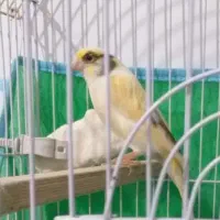 ماده قناری سفید ابلغ زیبا و خوش اندام