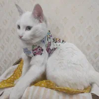 واگذاری حیوان خانگی