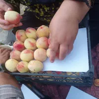 هلو|خوردنی و آشامیدنی|بجنورد, |دیوار