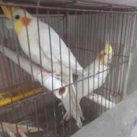 عروس هلندی