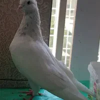 کبوتر مسافتی و کرمانی کله