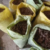پیاز زعفران درجه یک