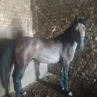 خرید و فروش خر اسب
