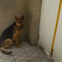 سگ ژرمن