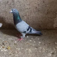 کبوتر پلاکی