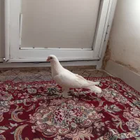 کفتر