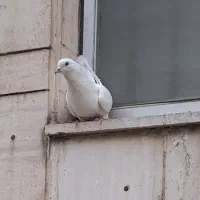 کبوتر نر