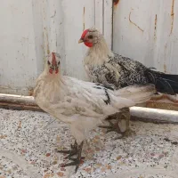 خروس چهل تاج و قلم سبز