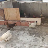 مرغ و خروس