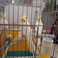طوطی|پرنده|هرسین, |دیوار