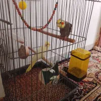 یه جفت عروس هلندی