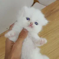 گربه|گربه|قم, باسکول|دیوار