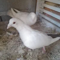 کفتر