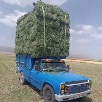 بیده خشک بردسیر دشتکار