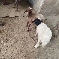 کاور باب داشت جو خور