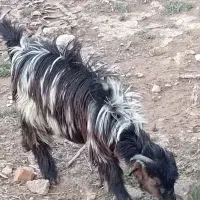 فارس سرچهان