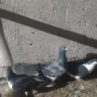 سبز|پرنده|نیشابور, دربقاضی|دیوار