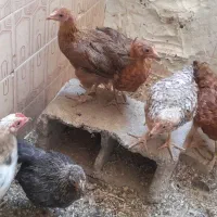 جوجه مرغ بومی ۳ماهه.نیمچه