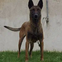 مالینویز ماده ۲ ساله