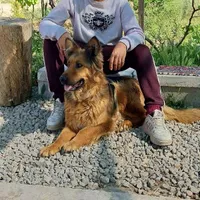 ژرمن شپرد