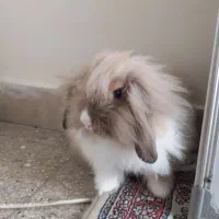 خرگوش