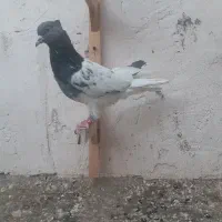 کبوتر رنگه کله سبز کله سرخ