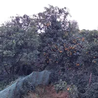 ۲۵۰ متر زمین مسکونی با بر ۲۰ متری  *املاک آنلاین *