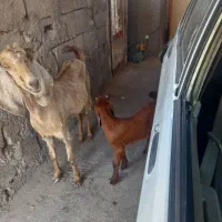 بز دورگ پاکستانی با کهره بزرگ ماده دنبالش